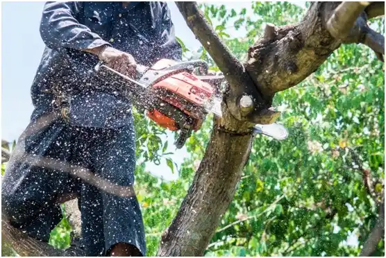 tree services Dunean
